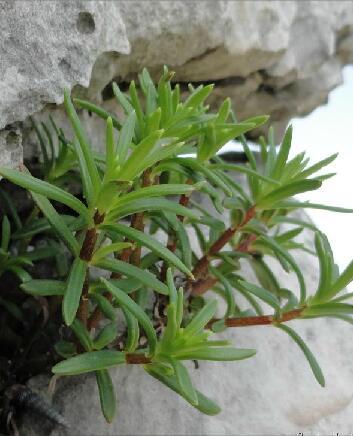 輪葉景天(景天屬多年生草本植物) 輪葉景天(景天屬多年生草本植物)