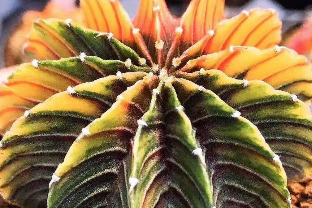 肋骨牡丹 肋骨牡丹