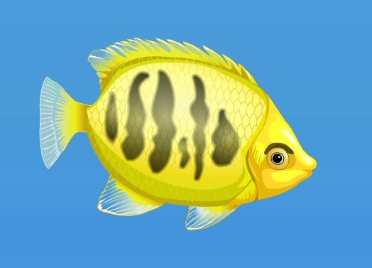 燭光魚