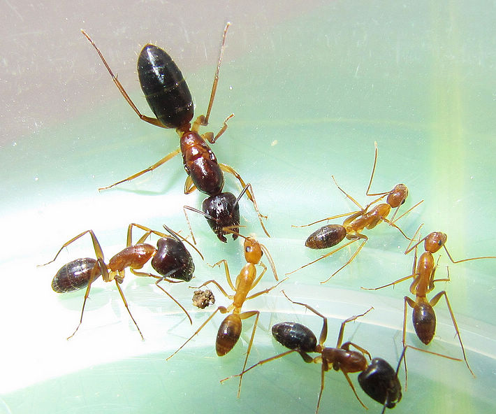 擬光腹弓背蟻的蟻后、大型工蟻和小型工蟻