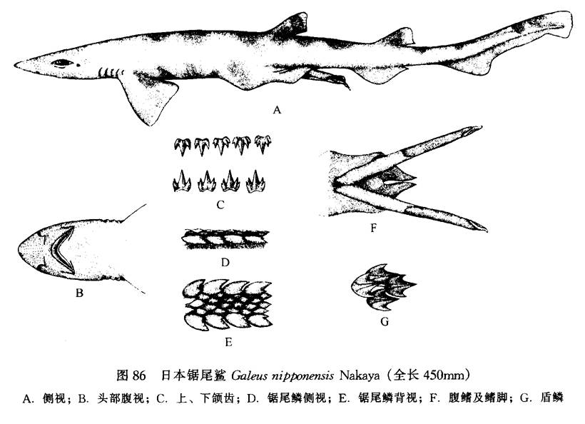 日本鋸尾鯊 線描圖