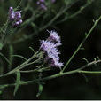 秦嶺風毛菊 秦嶺風毛菊