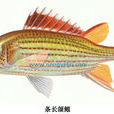 條長頜鰃 條長頜鰃