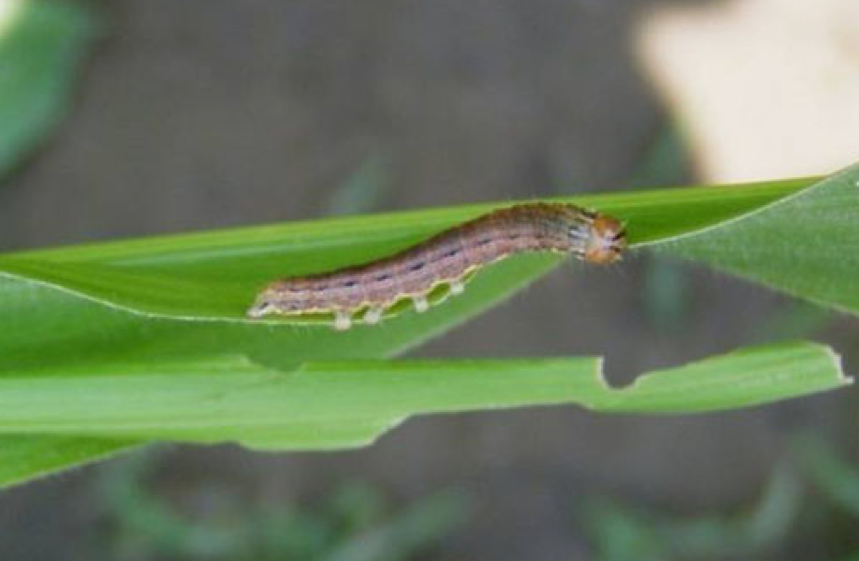 玉米粘蟲(圖片3)
