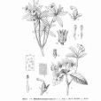 瓦弄杜鵑 瓦弄杜鵑