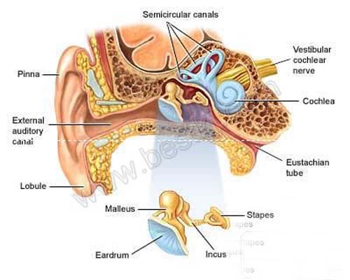 耳的生理結構