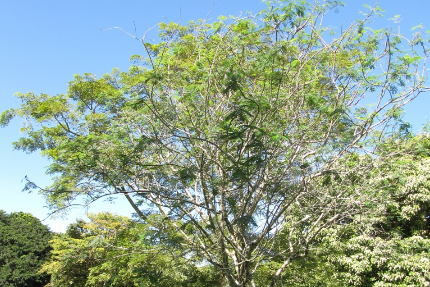 白鳳凰木 白鳳凰木