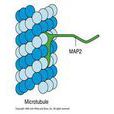 微管結合蛋白