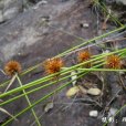 刺子莞 刺子莞
