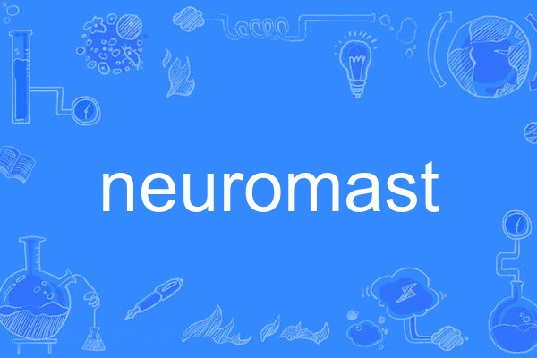 neuromast neuromast