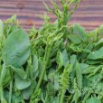玉絲菜 玉絲菜
