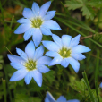 城口風毛菊 城口風毛菊