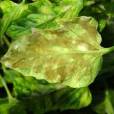 植物真菌病害 植物真菌病害