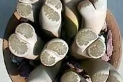 福壽玉 福壽玉