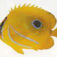燈籠魚目