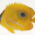 燈籠魚目 燈籠魚目
