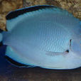 渡邊月蝶魚 渡邊月蝶魚