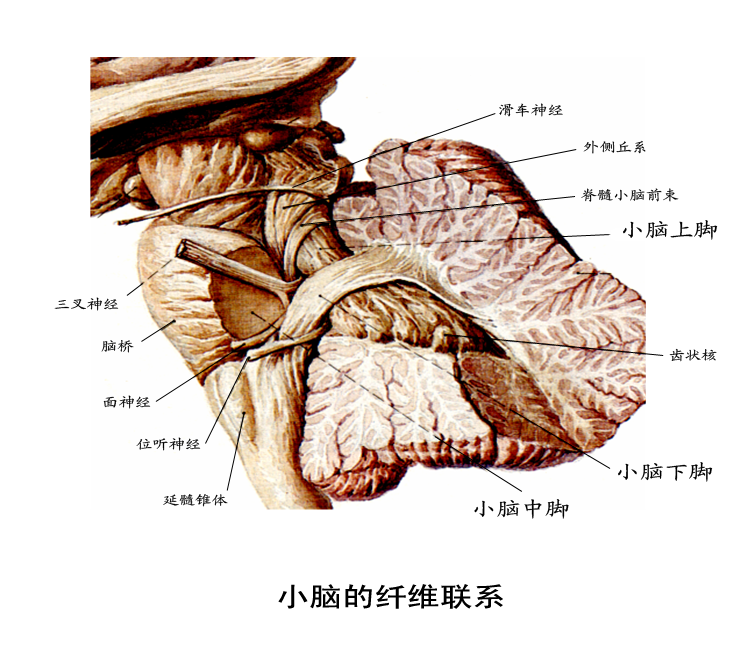 小腦