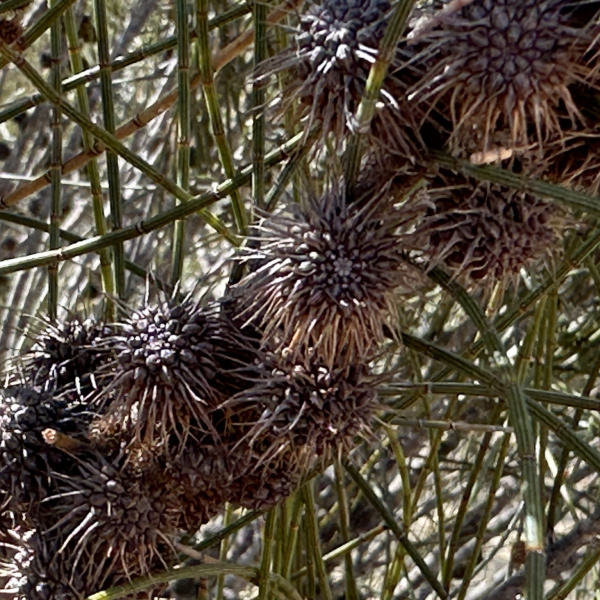 Allocasuarina spinosissima