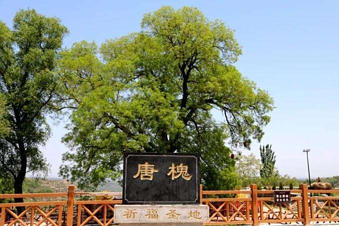 唐槐景區 唐槐景區