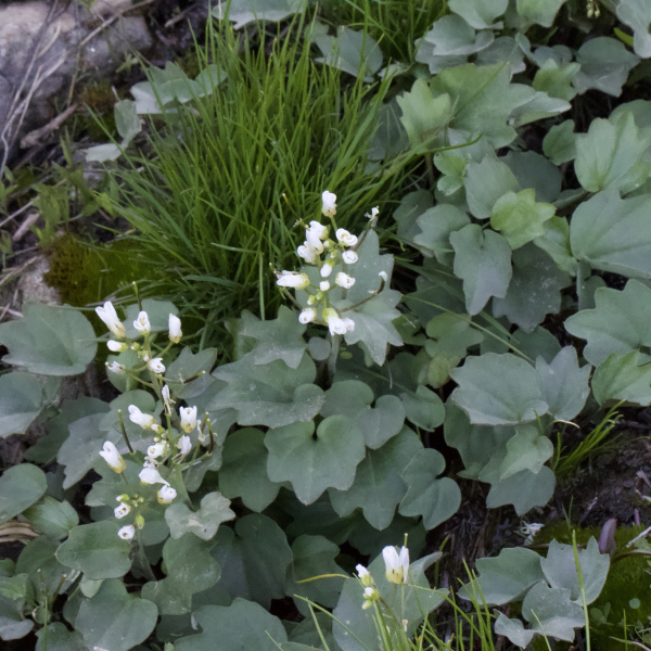 Cardamine pachystigma