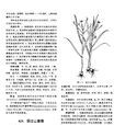 麗江山慈姑(百合科山慈菇屬植物) 麗江山慈姑(百合科山慈菇屬植物)