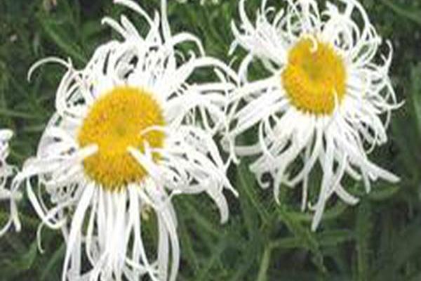 Leucanthemum × superbum \x27Beaute Nivelloise\x27 Leucanthemum × superbum \x27Beaute Nivelloise\x27