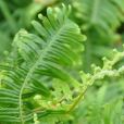 狹葉毛蕨 狹葉毛蕨
