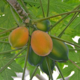 番木瓜(木瓜（番木瓜科番木瓜屬植物）)