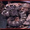Texas Snakes Texas Snakes