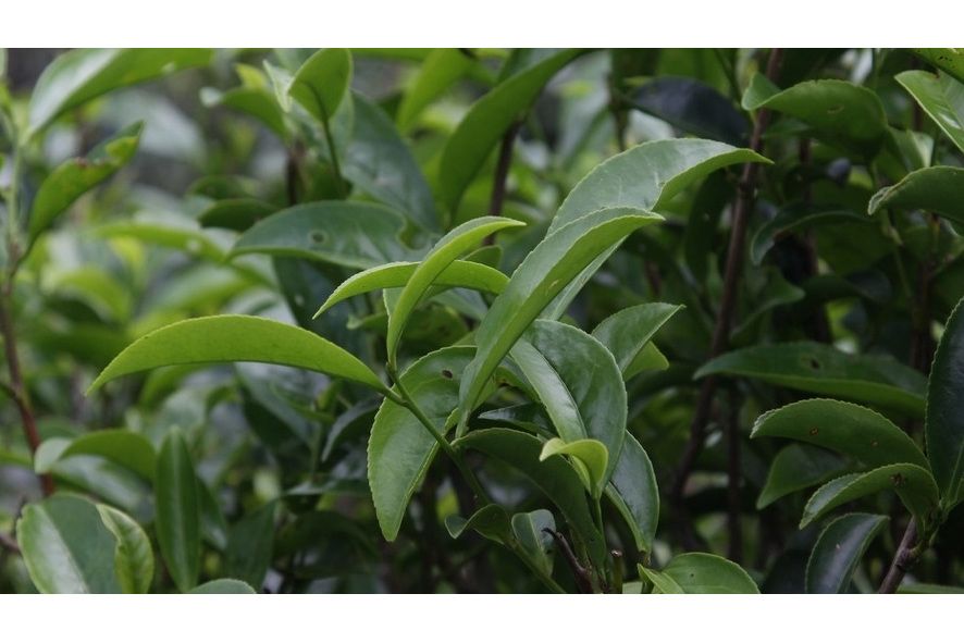 可可茶 可可茶