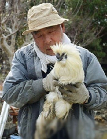 雞堅強 雞堅強