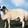 羊胎素(羊胚胎素)