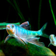 長鰭珍燈魚 長鰭珍燈魚
