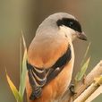 伯勞鳥 伯勞鳥