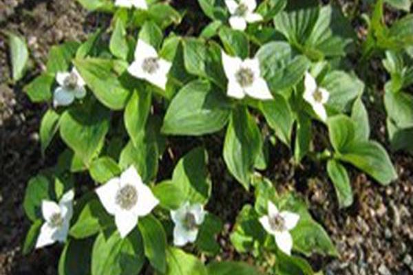 Cornus canadensis Cornus canadensis