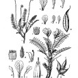 小球棘豆(瘤果棘豆) 小球棘豆(瘤果棘豆)