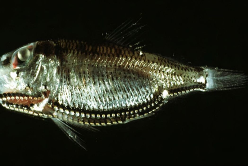 卵形頜光魚 卵形頜光魚