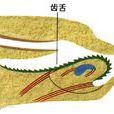 齒舌 齒舌