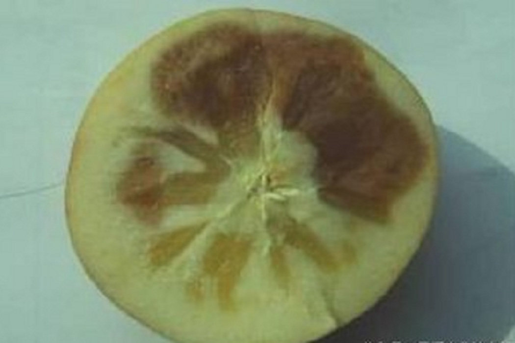 褐心病 褐心病
