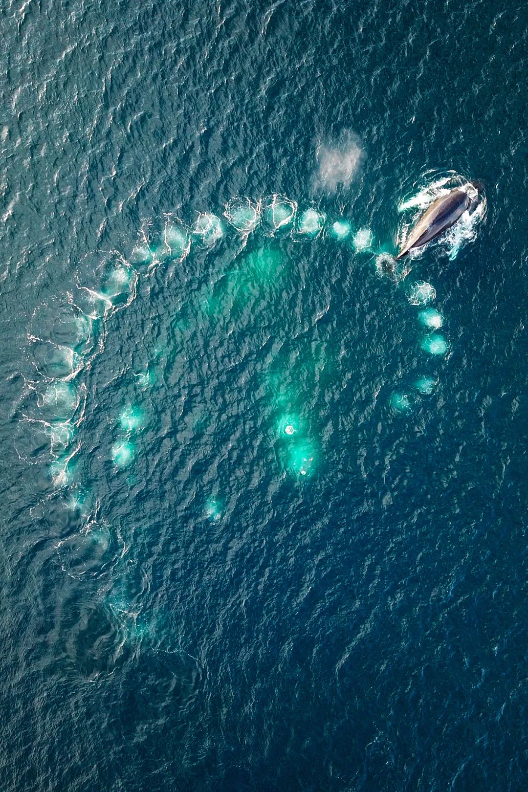 中國哪裡看鯨魚？