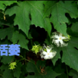 栝蔞 栝蔞
