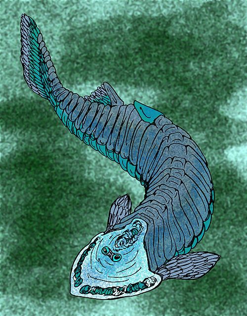 頭甲魚綱 頭甲魚綱