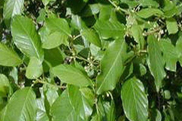 Frangula alnus \x27Columnaris\x27