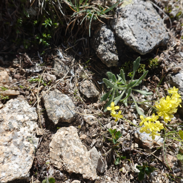 Biscutella brevifolia
