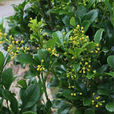 米仔蘭(芸香目楝科植物) 米仔蘭(芸香目楝科植物)