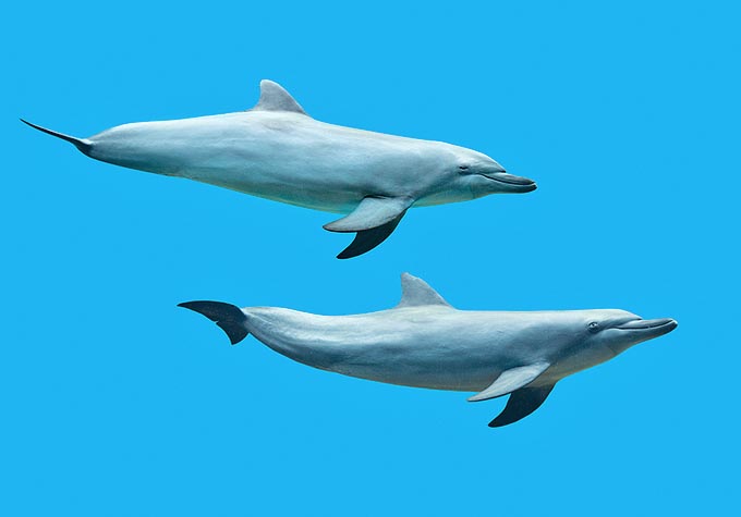 印太瓶鼻海豚
