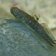阿部氏鯔鰕虎魚