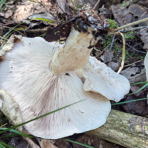 灰紫香蘑 灰紫香蘑