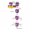 ATP合成酶(ATP合酶)